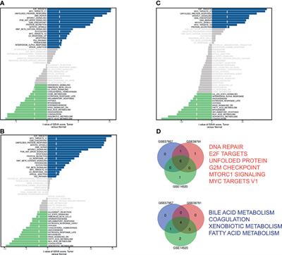 Exploration of a Novel Prognostic Nomogram and Diagnostic Biomarkers Based on the Activity Variations of Hallmark Gene Sets in Hepatocellular Carcinoma